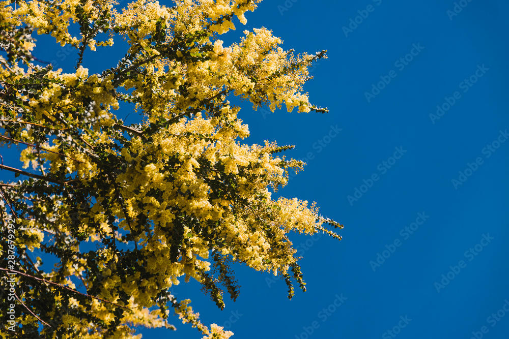 native Australian wattle tree in bloom with the typical round yellow flowers native Australian wattle tree in bloom with the typical round yellow flowers