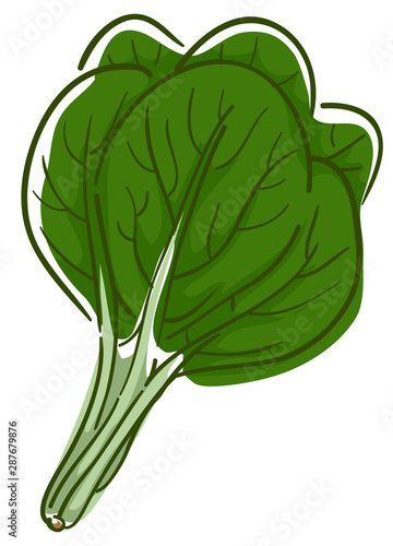 Spinach Superfood Illustration