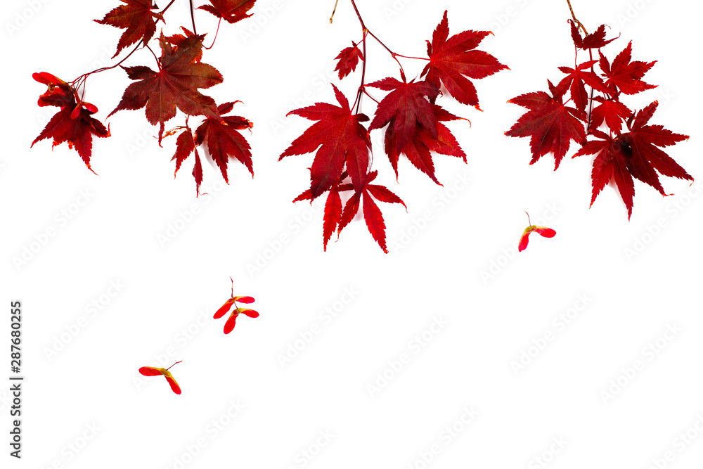 Japanese Red Autumn maple tree leaves Isolated on white background. Acer palmatum Japanese Red Autumn maple tree leaves Isolated on white background. Acer palmatum