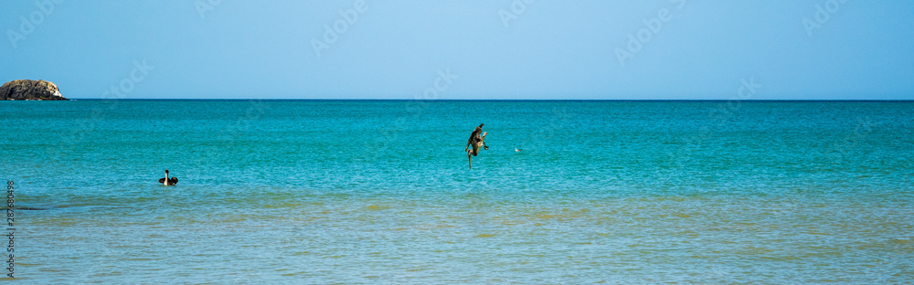 Pelícano pescando en Pilón de Azúcar, La Guajira, Colombia