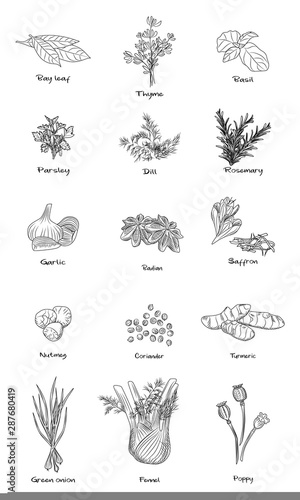 Set of culinary herbs. Fennel, green onion,