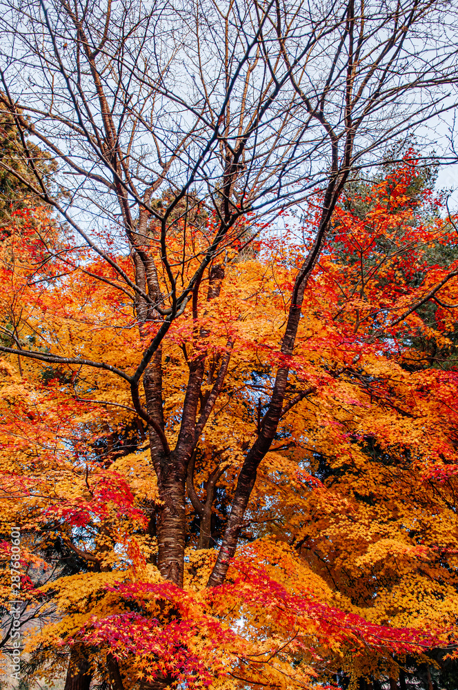 Fototapeta premium Beautiful vibrant colourful maple tree in autumn - Yamagata, Japan