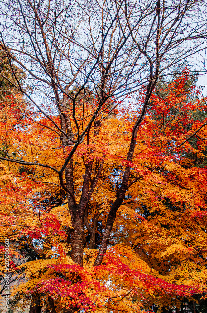 Beautiful vibrant colourful maple tree in autumn - Yamagata, Japan