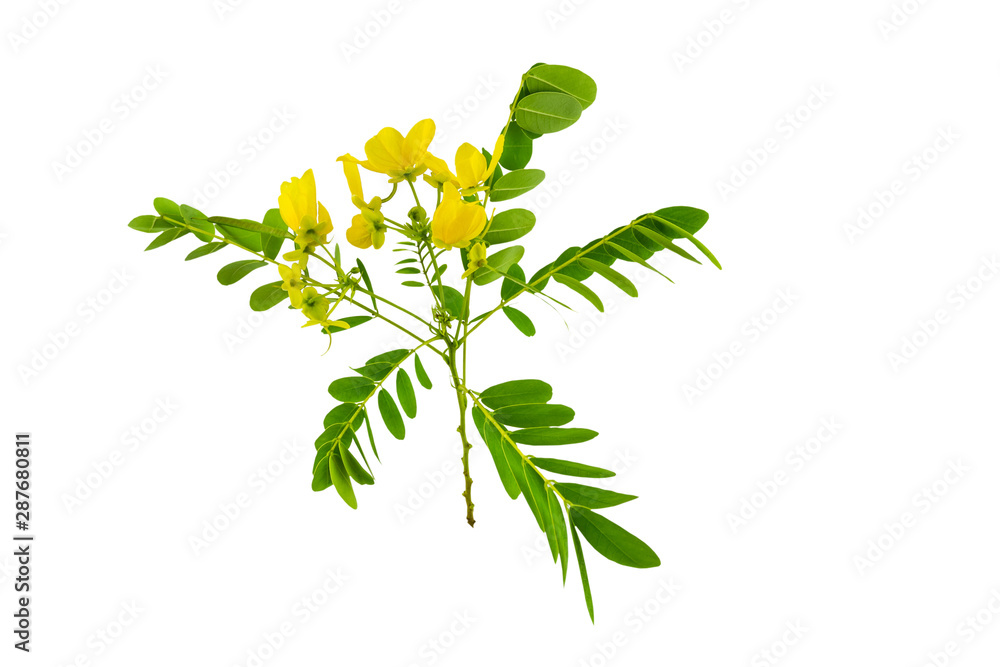 Naklejka premium Closed up yellow flower American Cassia or Golden Wonder isolated on white background.Saved with clipping path.