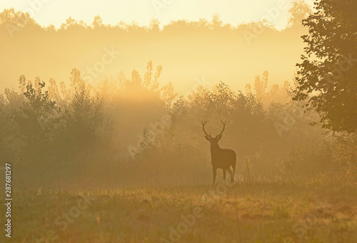 brume, soleil et roi de la forêt ! © Pascal