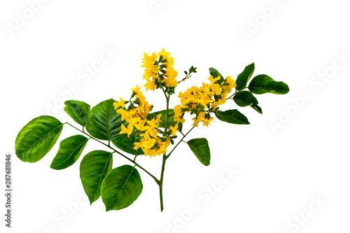 Closed up yellow flower of Burmese Rosewood or Pterocarpus indicus Willd,Burma Padauk and green leaf isolated on white background.Saved with clipping path.