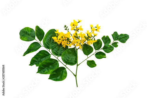 Closed up yellow flower of Burmese Rosewood or Pterocarpus indicus Willd,Burma Padauk and green leaf isolated on white background.Saved with clipping path.