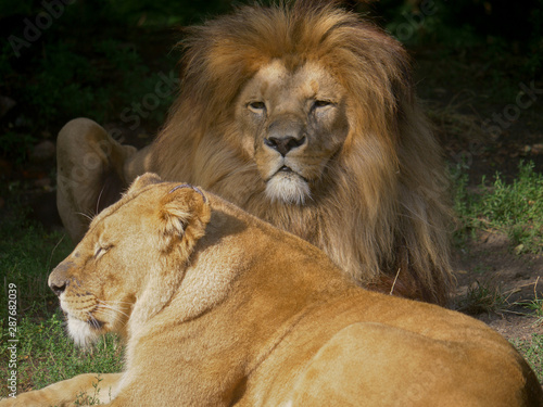 Scenic Close up portrait view couple of Lions relaxing