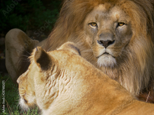Scenic Close up portrait view couple of Lions relaxing