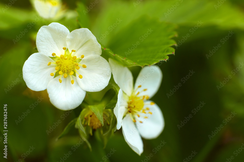 Obraz premium Strawberry bush with flowers in garden.