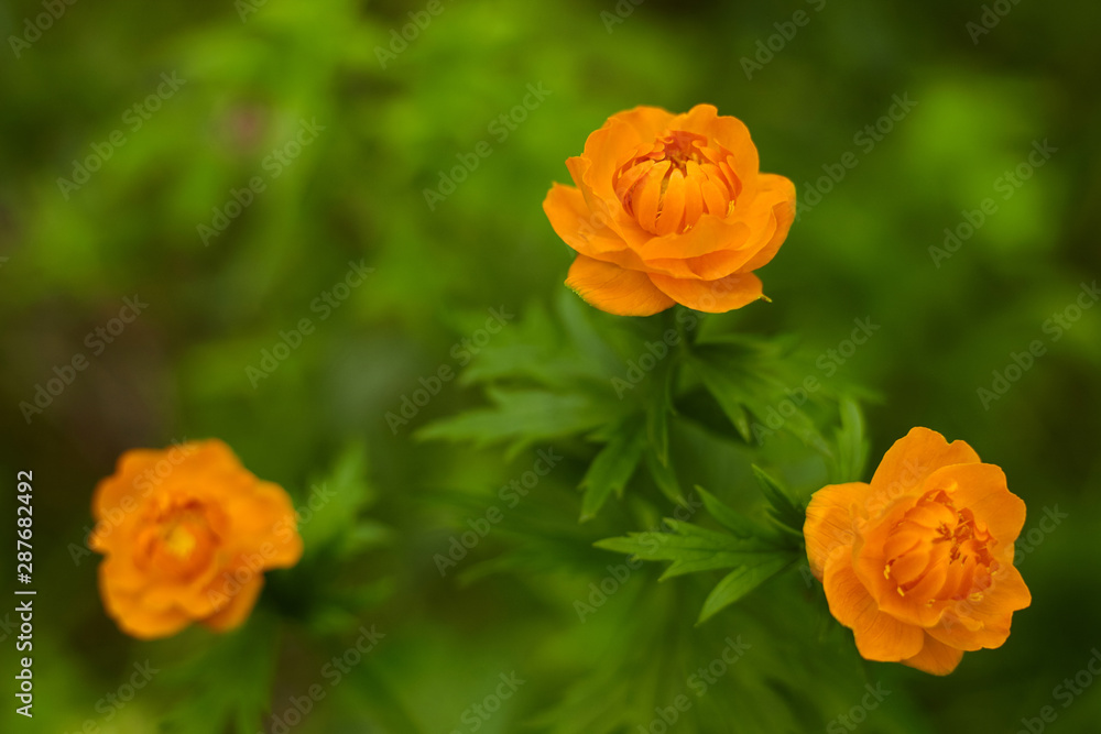 The globeflower. Yellow flowers Trollius, close up. The globeflower. Yellow flowers Trollius, close up.