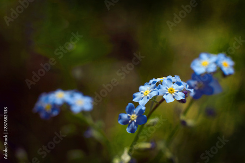 Myosotis alpestris or alpine forget me not close up. Nature background. photo