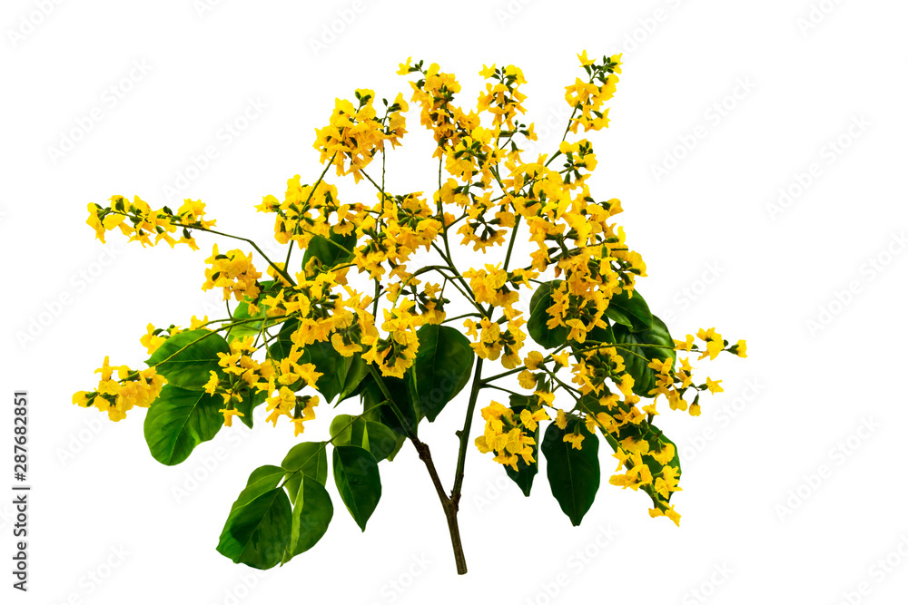 Closed up yellow flower of Burmese Rosewood or Pterocarpus indicus Willd,Burma Padauk and green leaf isolated on white background.Saved with clipping path.