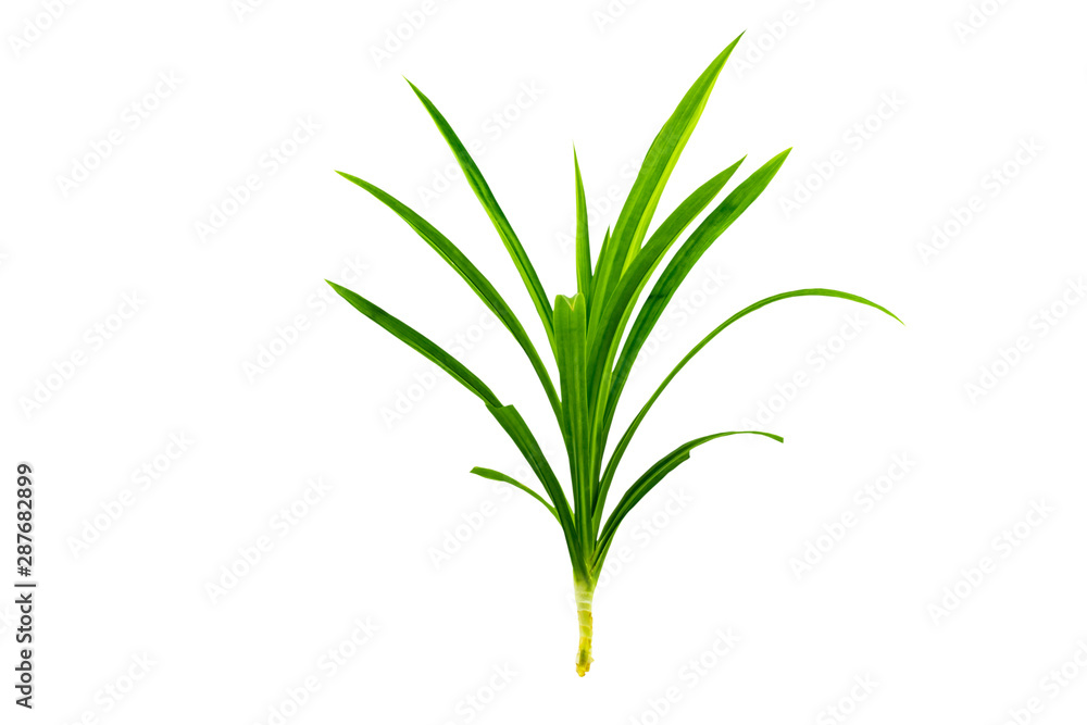 Close up green leaf of Pandanus Palm, Fragrant Pandan, Pandom wangi isolated on white background.Saved with clipping path.