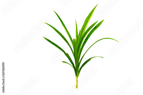 Close up green leaf of Pandanus Palm, Fragrant Pandan, Pandom wangi isolated on white background.Saved with clipping path.