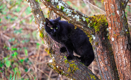 Cat Relaxing in the Tree