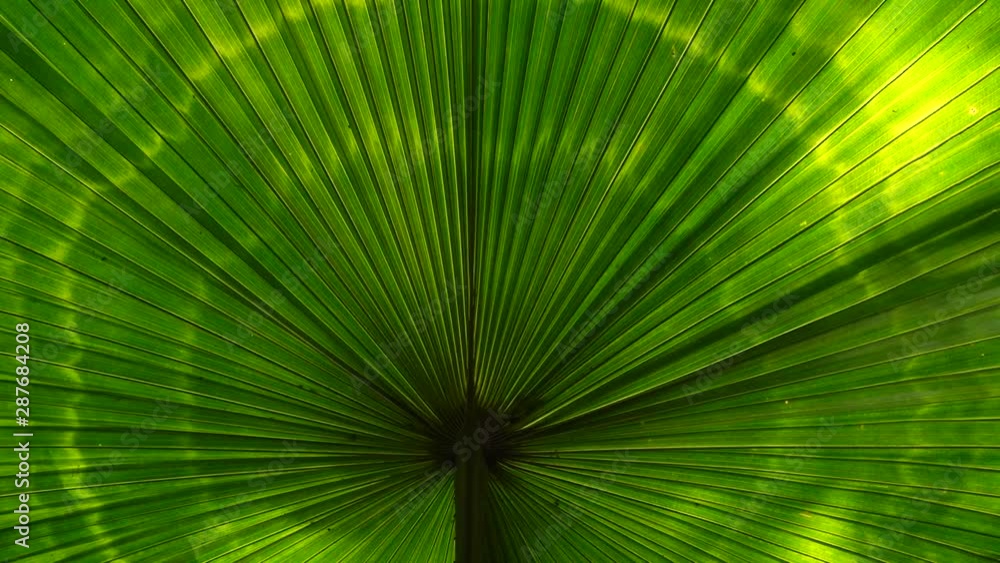 big tropical palm leaf, lush green foliage in rain forest, nature background big tropical palm leaf, lush green foliage in rain forest, nature background