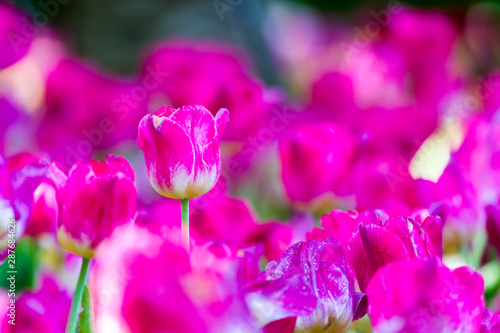 Colorful of pink tulip in the garden and blurry flower background,selective focus with soft focus.