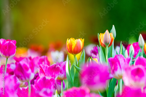 Colorful of pink tulip in the garden and blurry flower background selective focus with soft focus.
