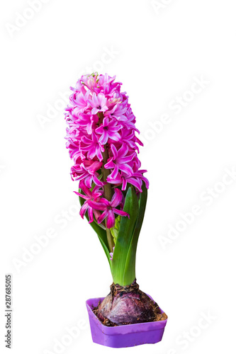 Close up pink hyacinth flower isolated on white background.Saved with clipping path.