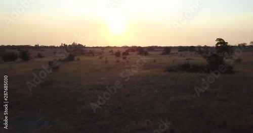 Dazzle of zebra running together in the African bush while the sun sets photo