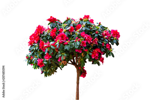 Beautiful pink Rhododendron flower isolated on white background.Saved with clipping path.