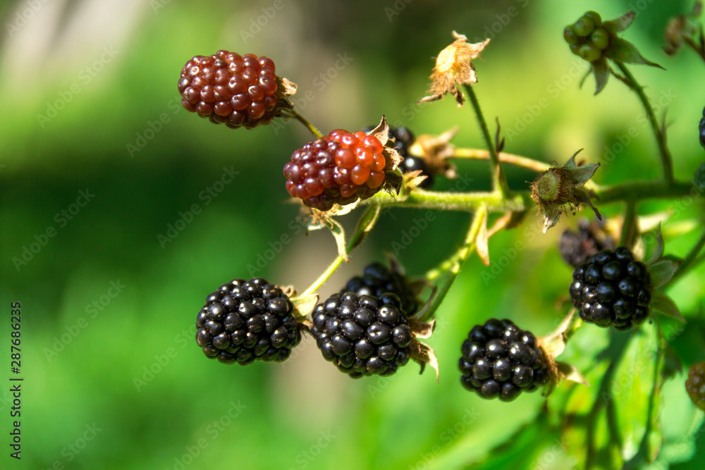 Ripe blackberries on the bush. Bunch of berries Ripe blackberries on the bush. Bunch of berries
