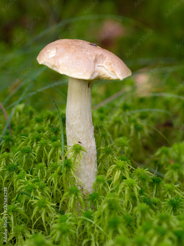 white boletus on green moss white boletus on green moss