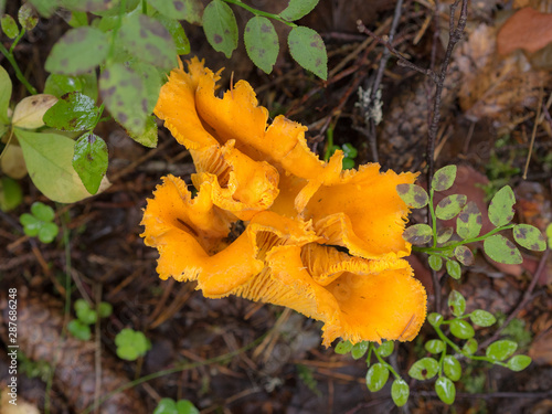 big chanterelle in the forest