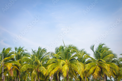 Farmer s coconut plantation.