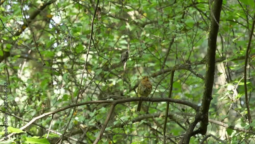 A beautiful bird sitting on a tree branch in the woods.