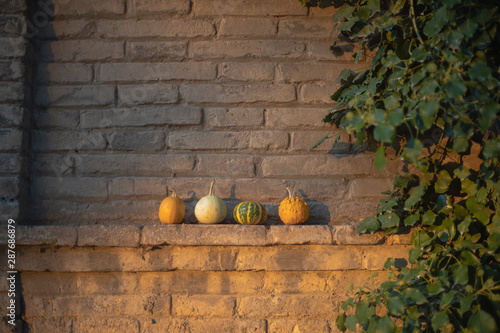 autumnal background with pumpkins ideal for halloween