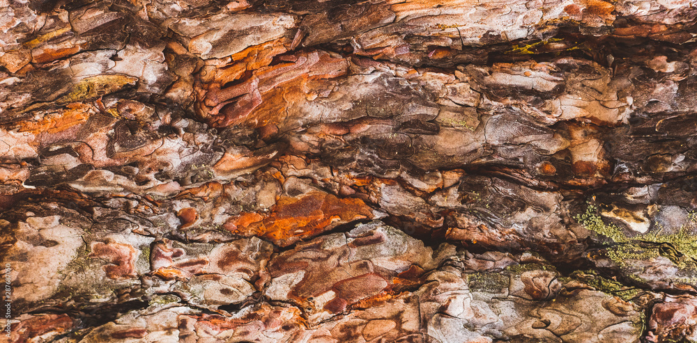 pine bark texture closeup