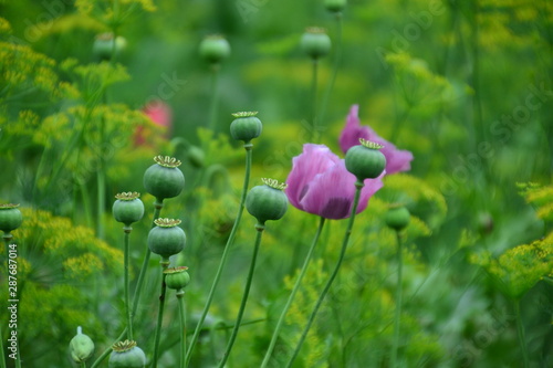 Poppies