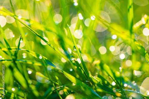 grass with dew drops closeup