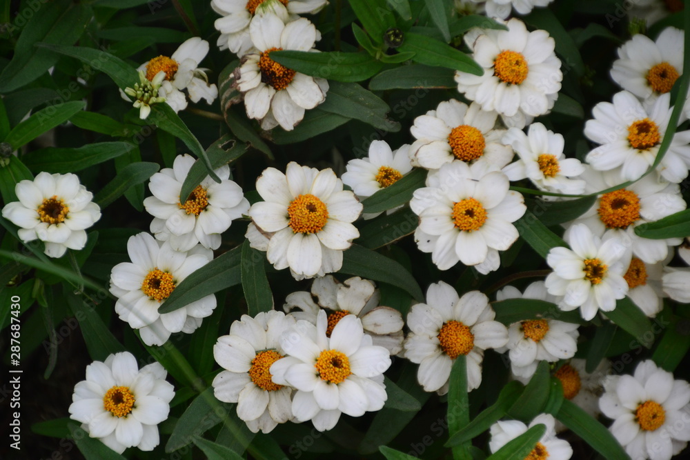 Fototapeta premium White Flowers in the Garden