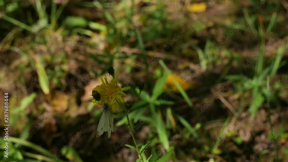 A cabbage butterfly flew over a yellow wildflower and flew away. A cabbage butterfly flew over a yellow wildflower and flew away.