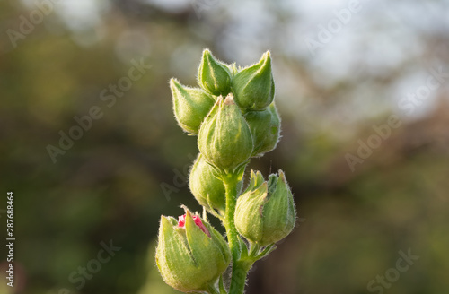 Close up Green Flower Buds of Pink Hollyhock Flower Isolated on Blurry Background, Selective Focus