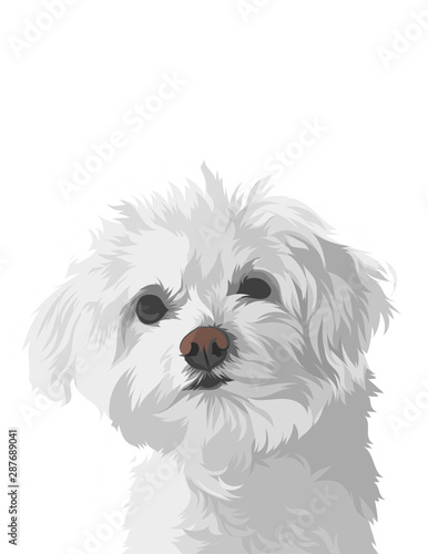 Fotografiet dog isolated on white background
