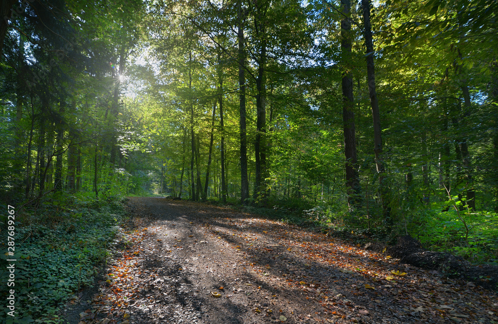 Fototapeta premium morgens im Wald