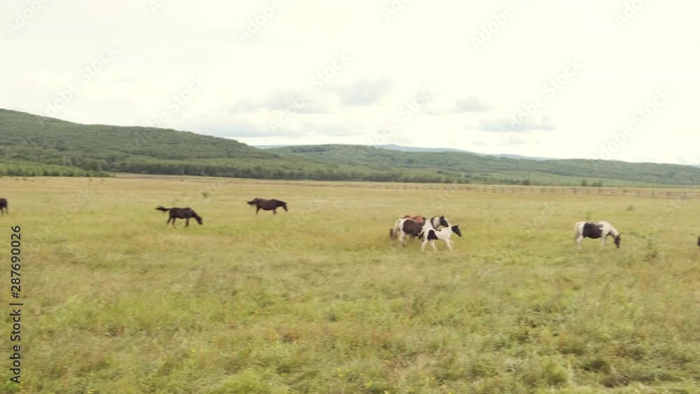 A herd of horses grazes in the summer on a green meadow in the highlands A herd of horses grazes in the summer on a green meadow in the highlands
