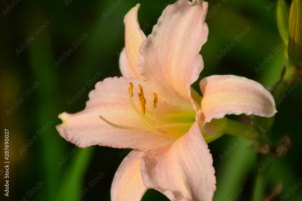 Fototapeta premium Lily on Green Background