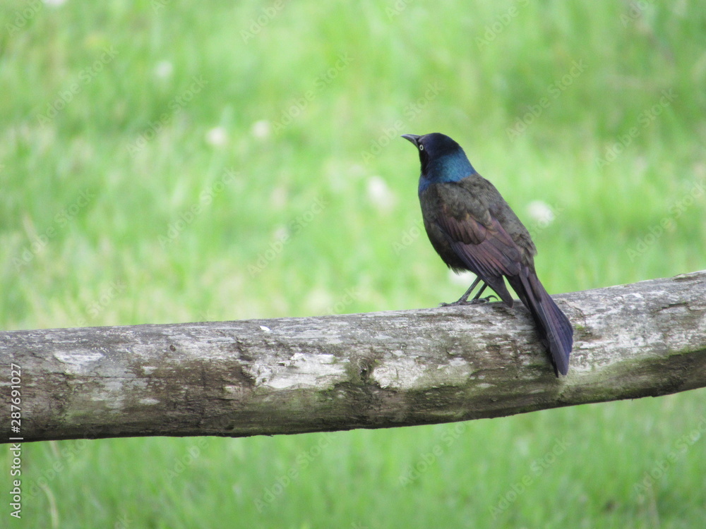 Fototapeta premium perching grackle