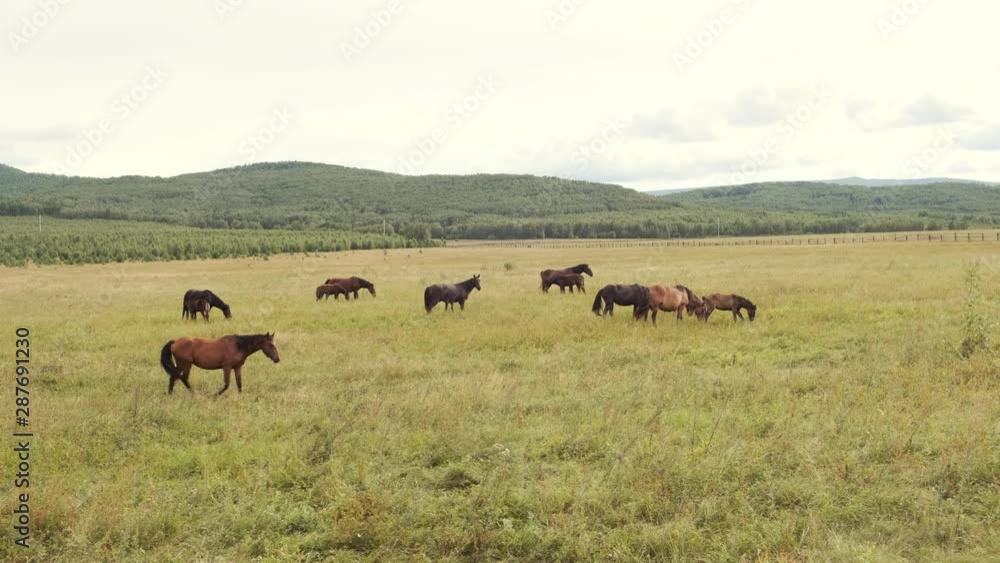 A herd of horses grazes in the summer on a green meadow in the highlands A herd of horses grazes in the summer on a green meadow in the highlands