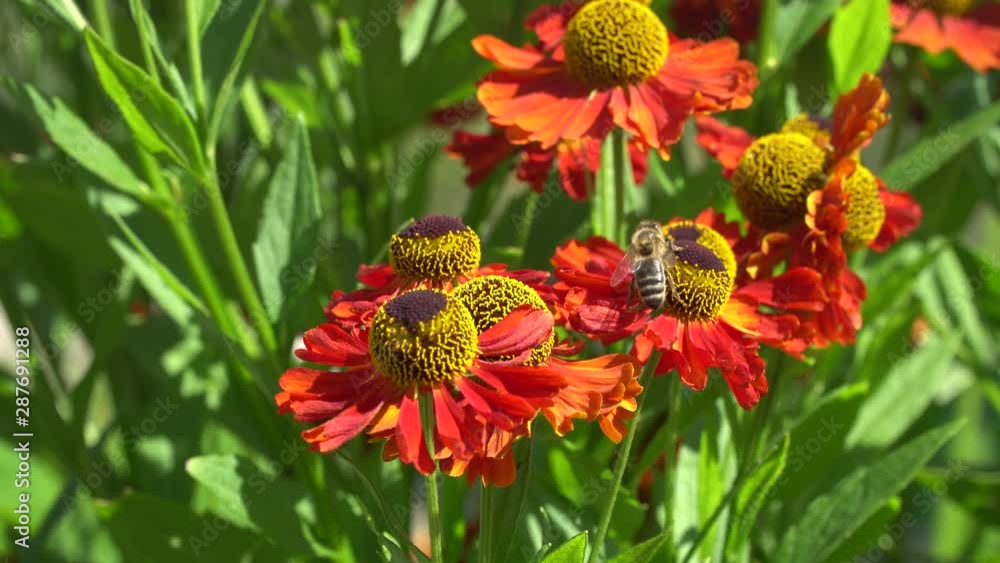 Bee collecting nectar from an orange flowers on a sunny day. Bee collecting nectar from an orange flowers on a sunny day.