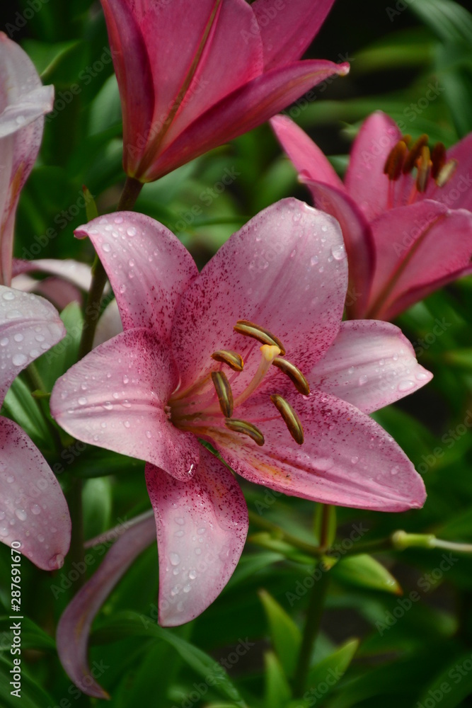 Pink Lily in the Garden Pink Lily in the Garden
