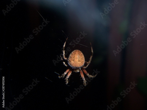 orb-weaving spider (Neoscona)