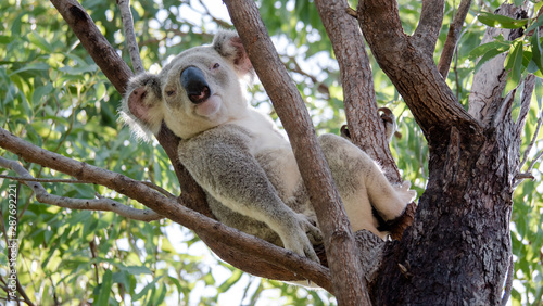 Canvas Print Awake Koala on Magnetic Island in Australia
