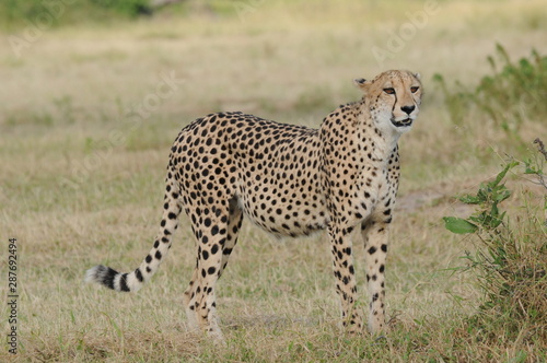 This is the mother of a South African cheetah
