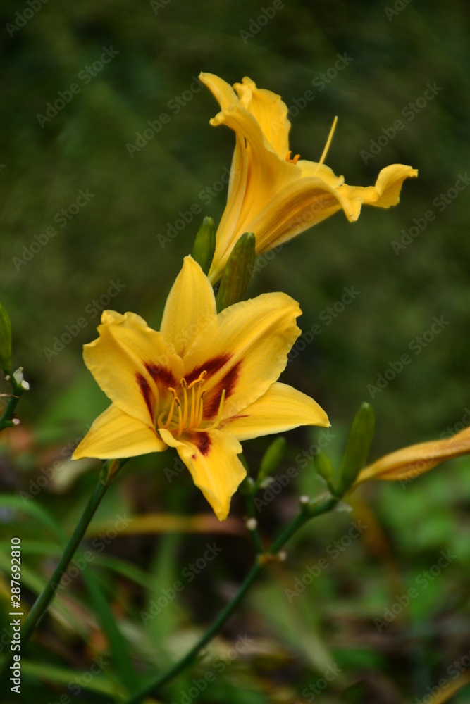 Yellow and Red Lily Yellow and Red Lily